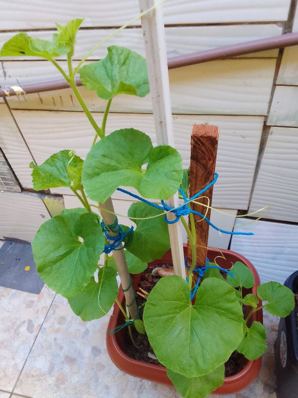 Identificação da planta Abóbora por foto