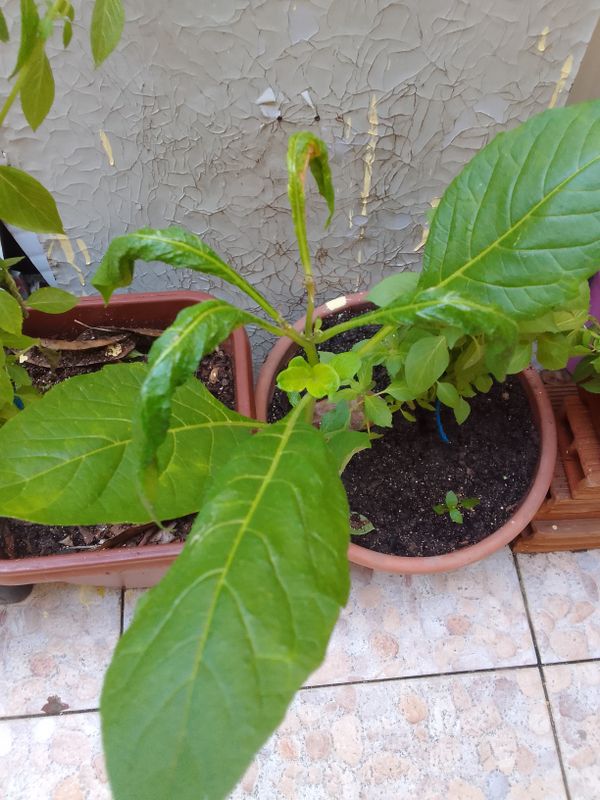 Identificação da planta Fumo por foto