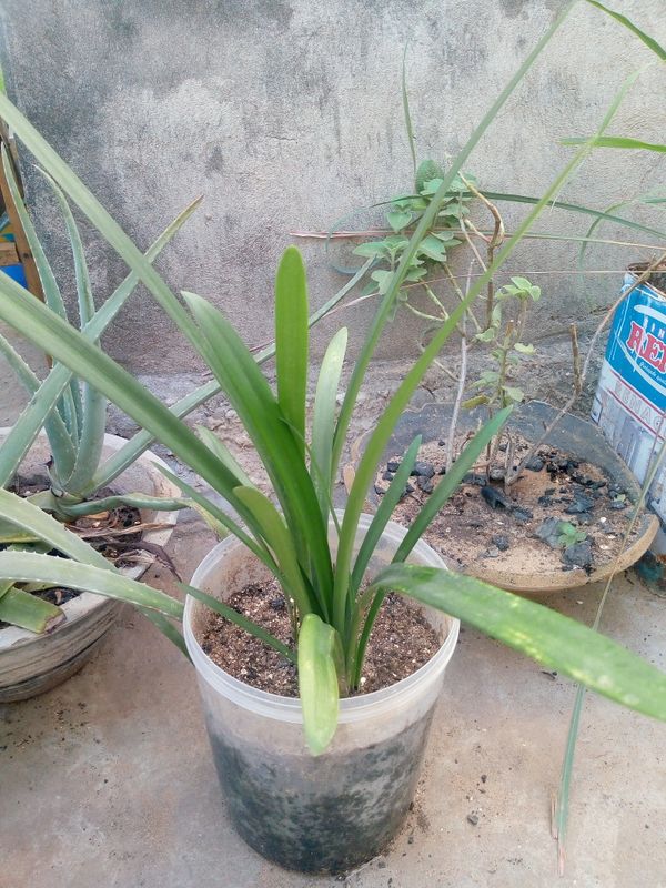 Identificação da planta Lírio-do-vale por foto