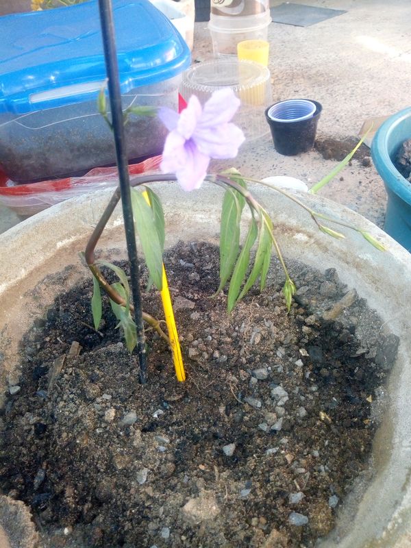 Identificação da planta Ruélia por foto