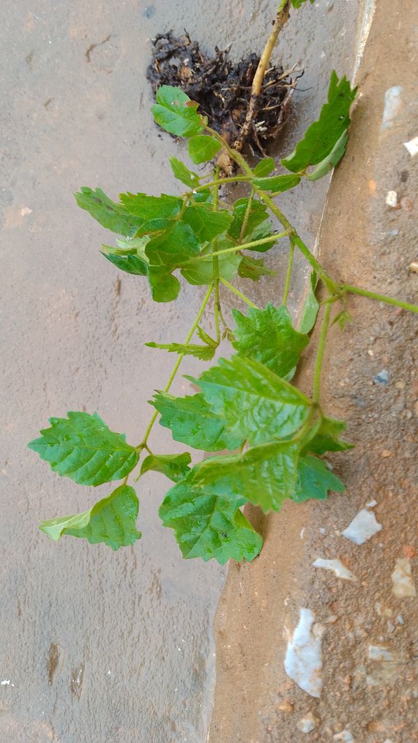 Identificação da planta Ipê-amarelo por foto