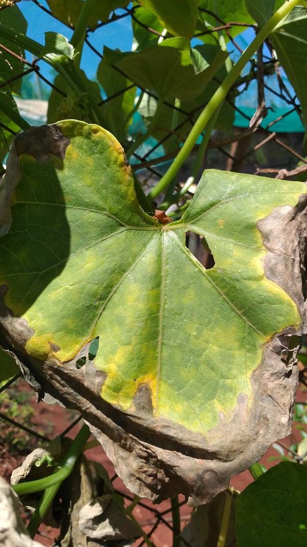 Identificação da planta Xuxu por foto