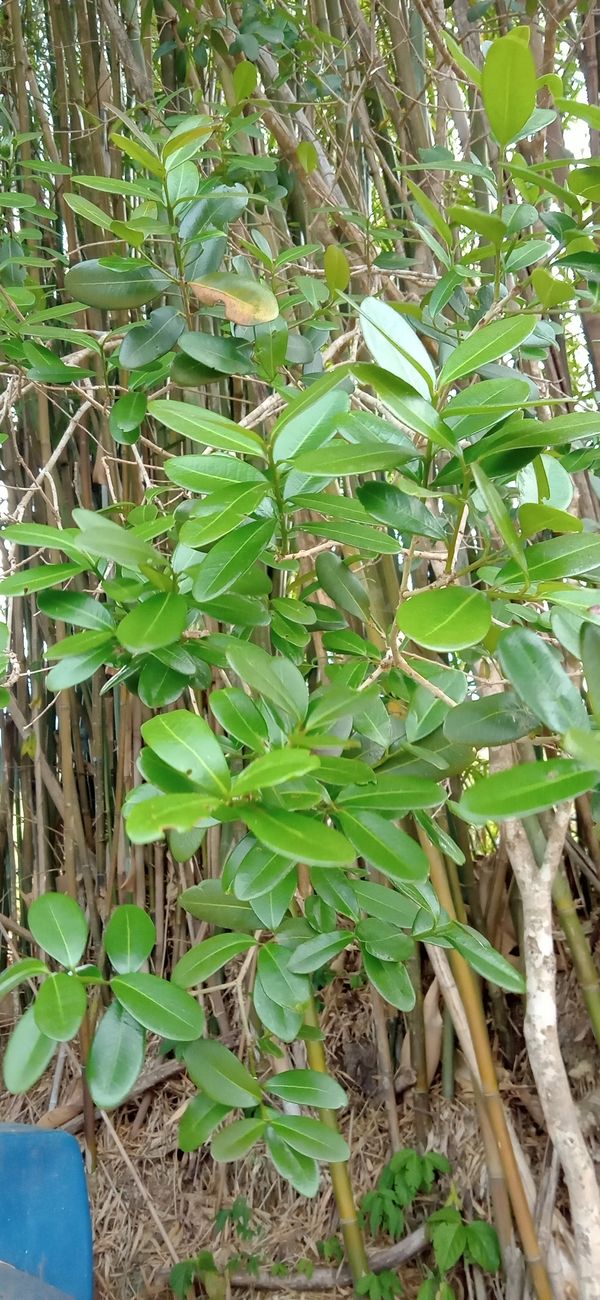 Identificação da planta Louro por foto