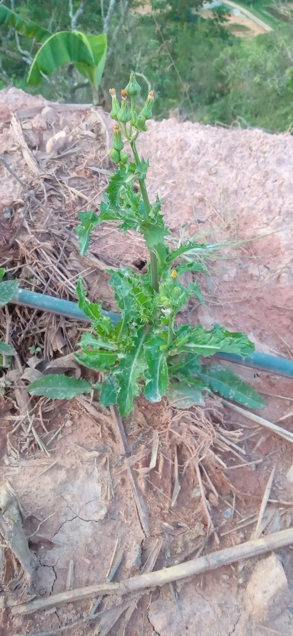 Identificação da planta Serralha-comum por foto