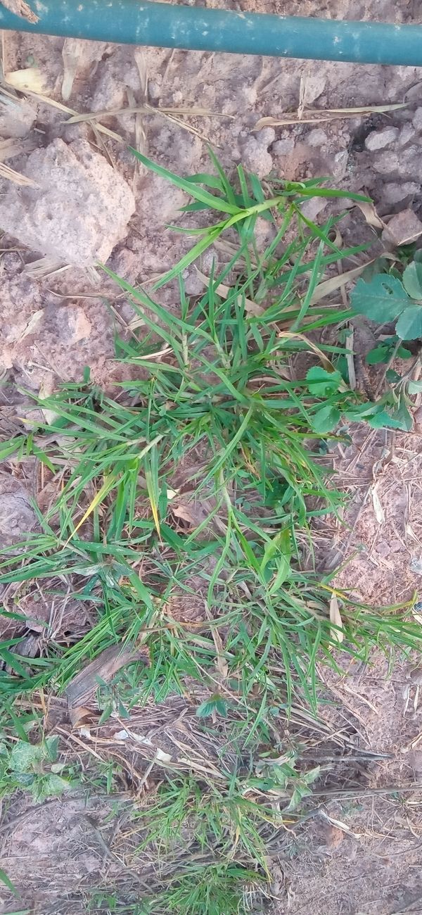 Identificação da planta Grama-batatais por foto