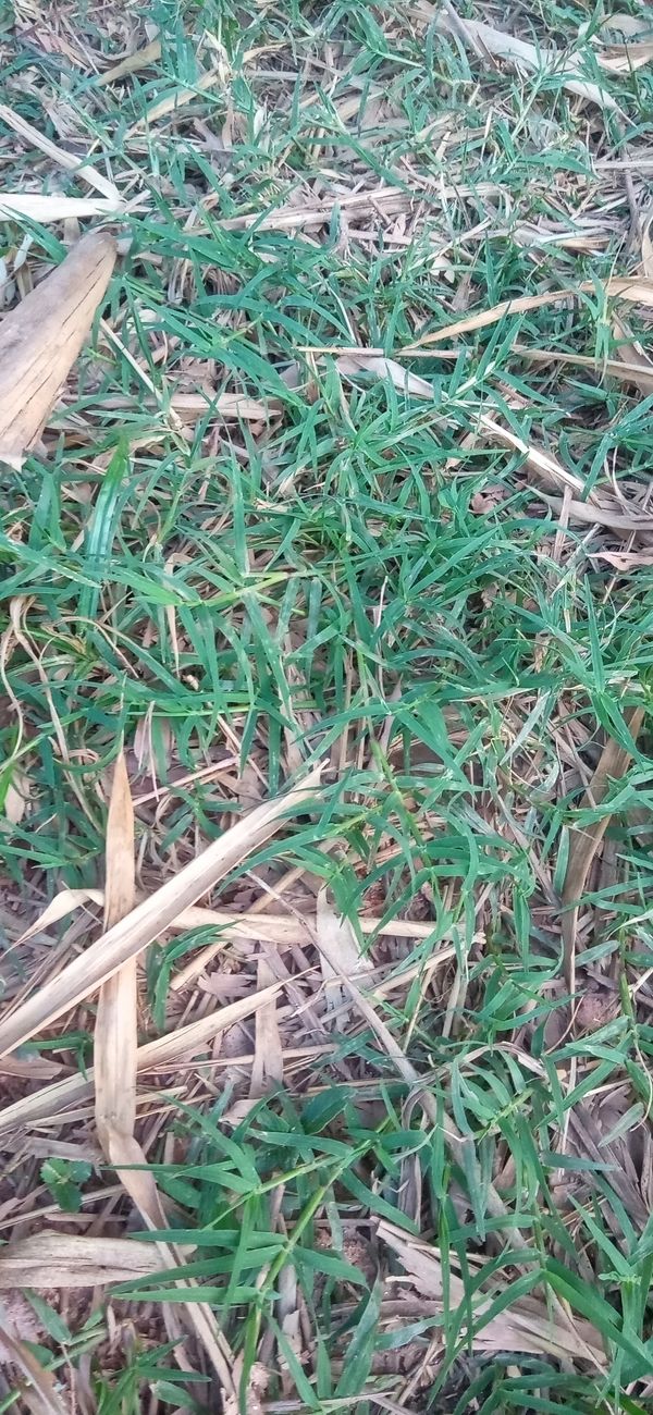 Identificação da planta Grama-bermuda por foto