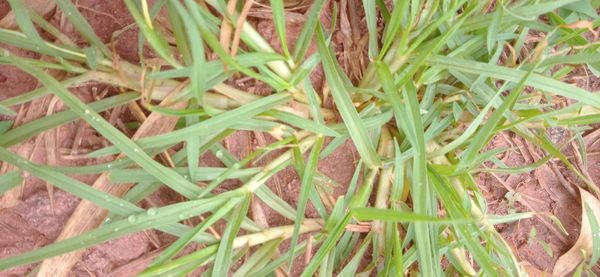 Identificação da planta Grama-batatais por foto