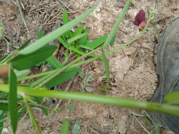 Identificação da planta Feijão de Rola por foto