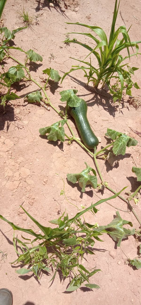 Identificação da planta Melancia por foto