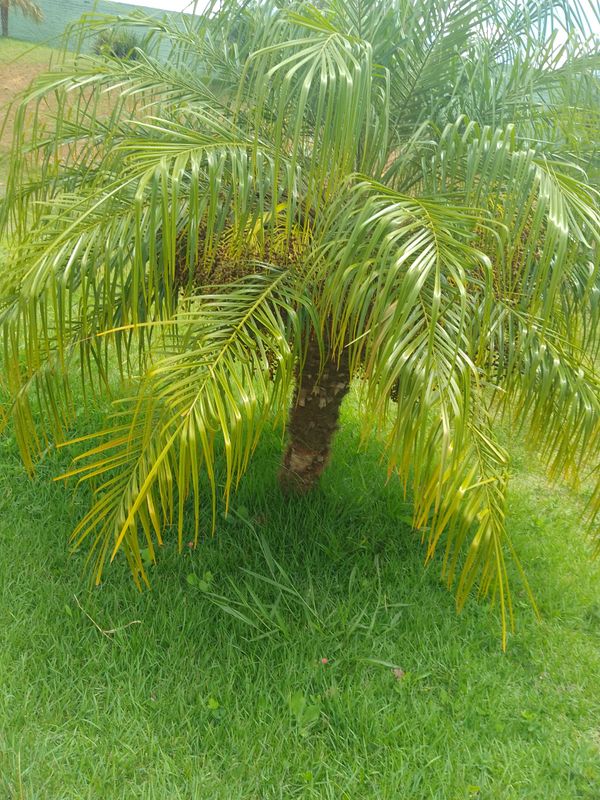 Identificação da planta Palmeira-dama por foto
