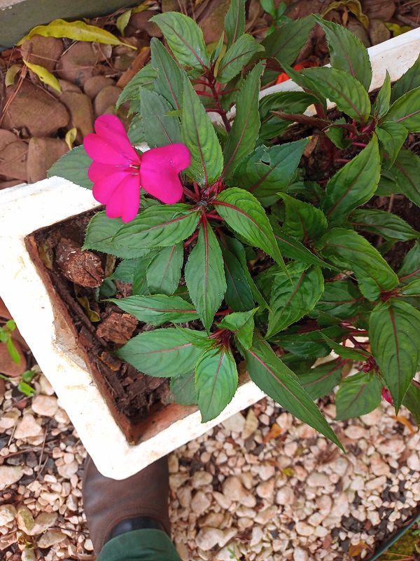 Identificação da planta Beijinho por foto