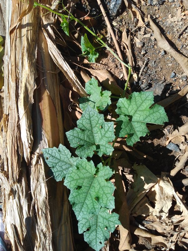 Identificação da planta Bucha por foto