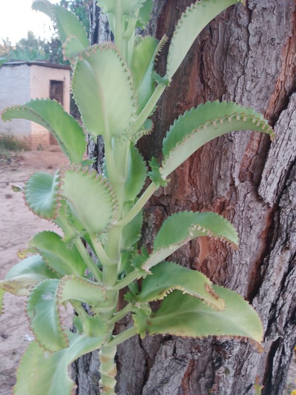 Identificação da planta Mãe de mil por foto