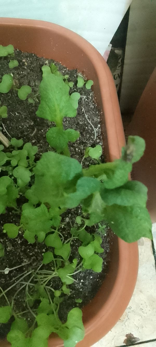 Identificação da planta Batata-inglesa por foto