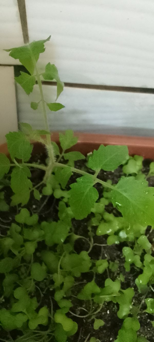 Identificação da planta Tomate cereja por foto