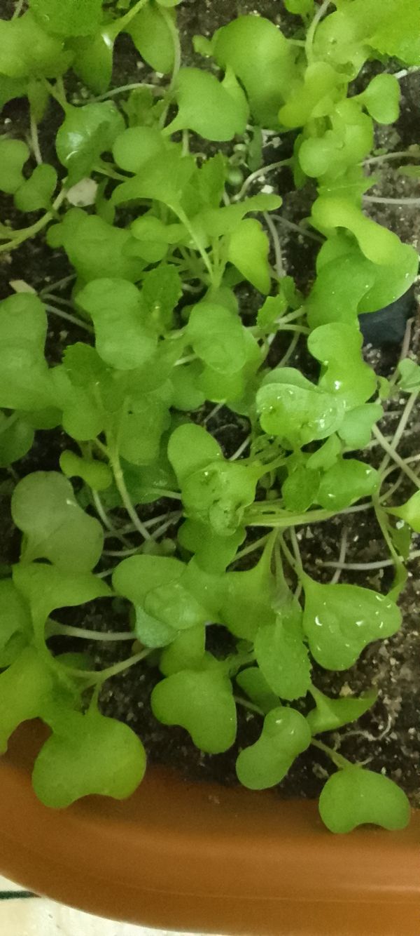 Identificação da planta Agrião por foto