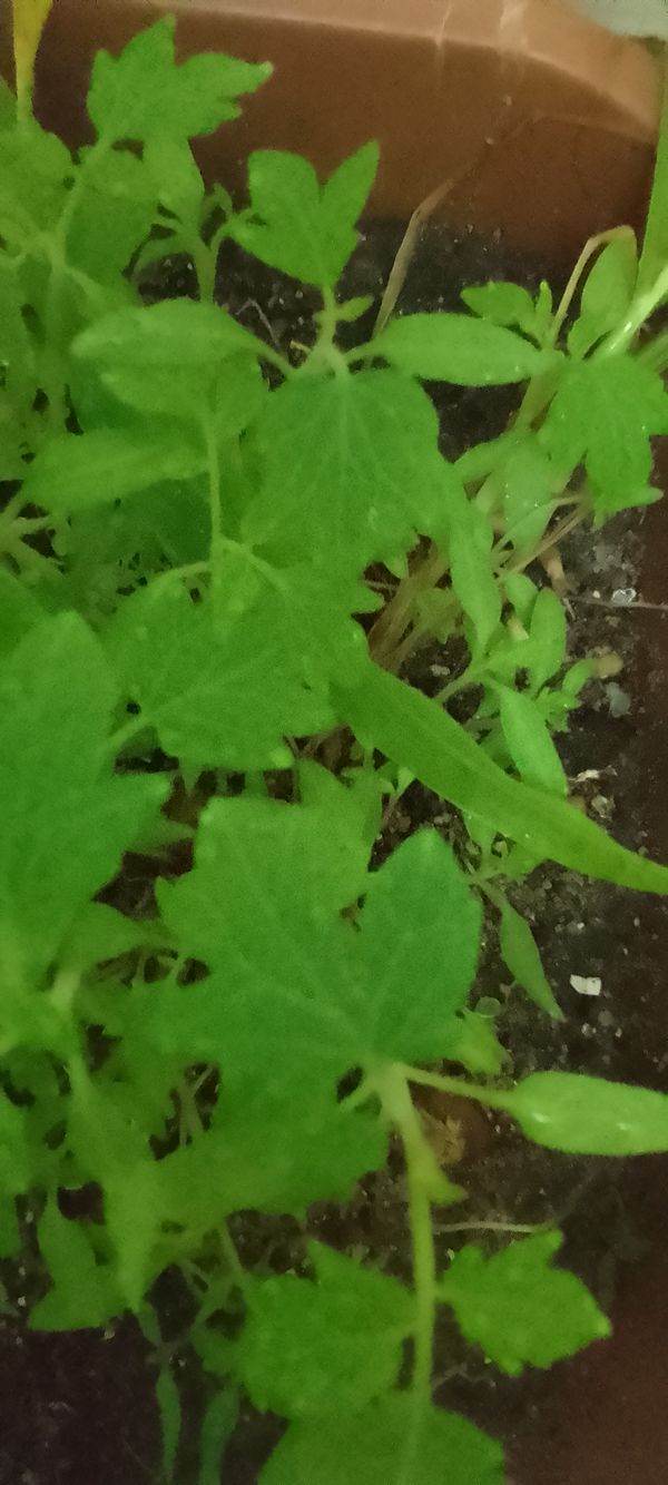 Identificação da planta Tomate por foto