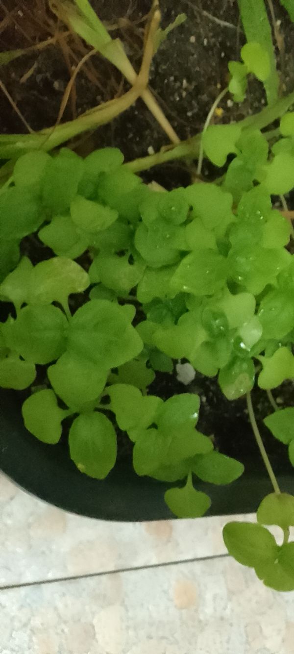 Identificação da planta Erva-pepino por foto