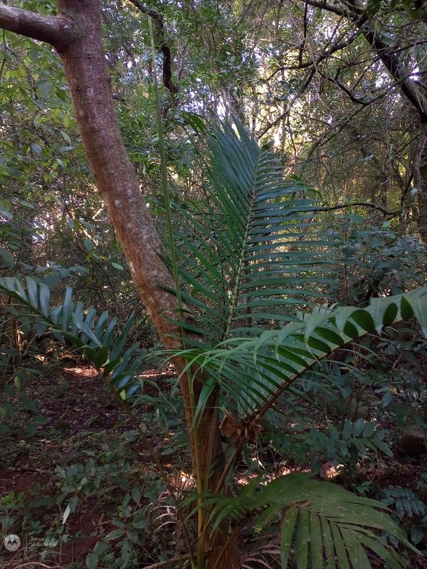 Identificação da planta Palmeira-de-jardim por foto