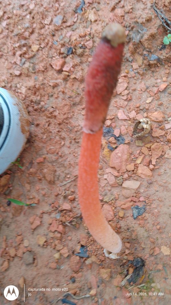 Identificação da planta Cipó-chumbo por foto
