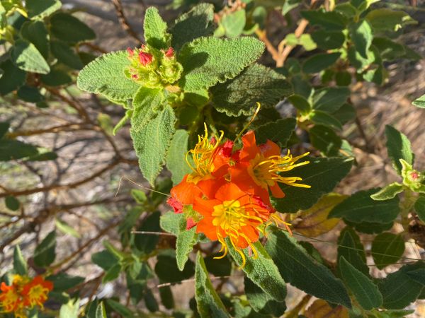 Identificação da planta Jambinho por foto