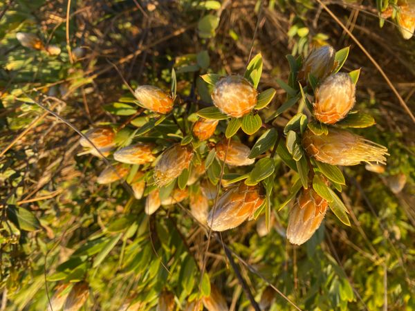 Identificação da planta Espinho-de-judeu por foto