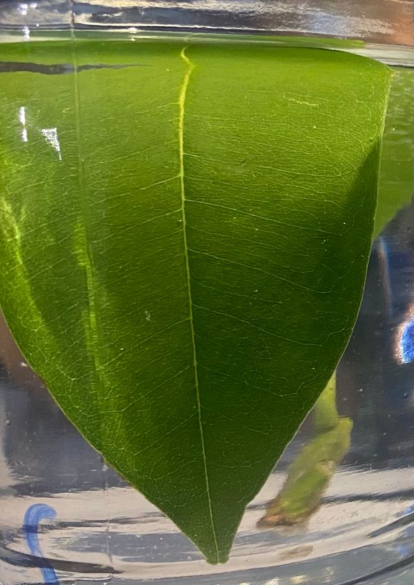 Identificação da planta Cabeludinha por foto