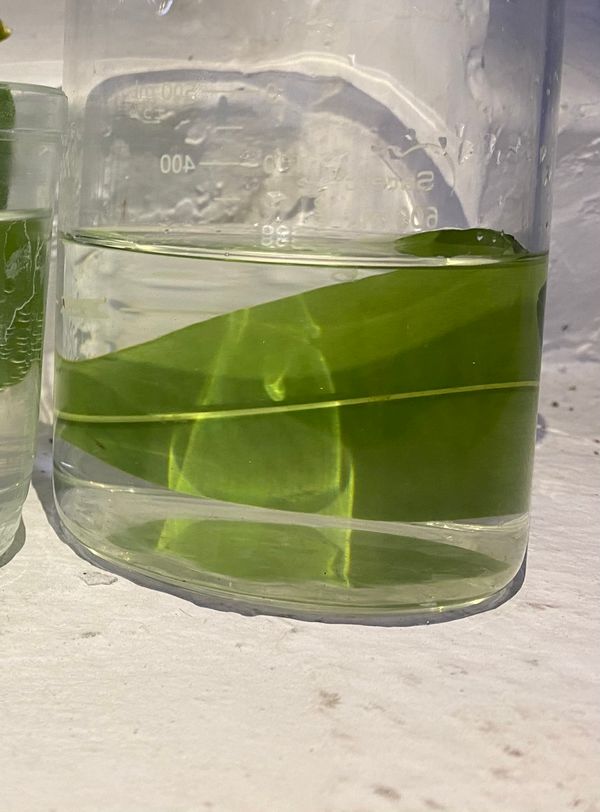 Identificação da planta Cabeludinha por foto