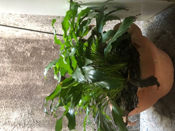 Identificação da planta Como cuida do lirio por foto