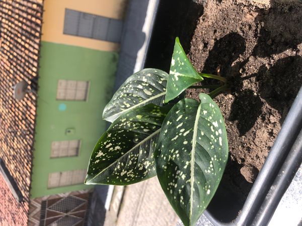 Identificação da planta Comigo-ninguém-pode por foto