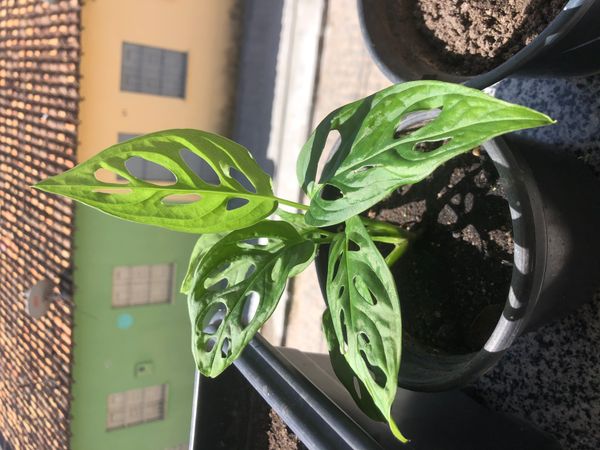 Identificação da planta Costela de Eva por foto