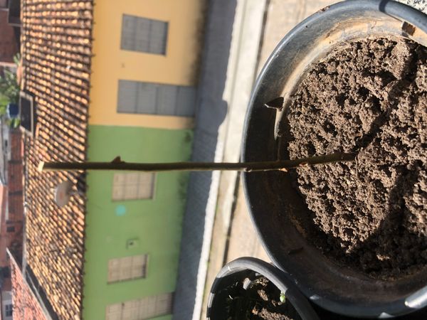 Identificação da planta Louro por foto