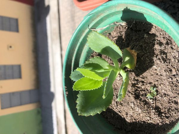 Identificação da planta Mãe de mil por foto