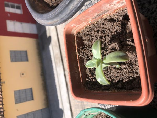 Identificação da planta Suculenta Estrelada por foto