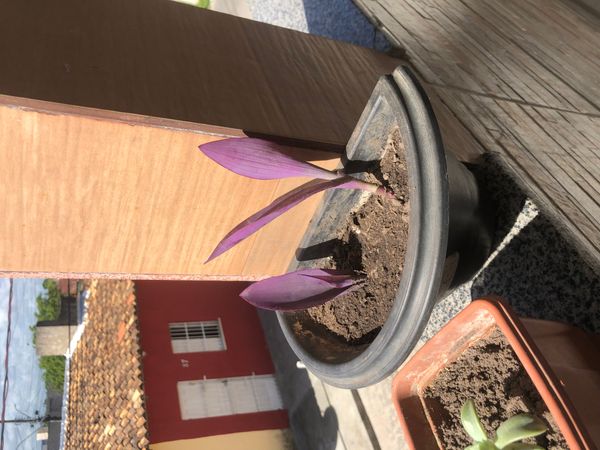 Identificação da planta Trapoeraba-roxa por foto