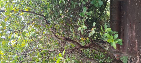 Identificação da planta Caju por foto