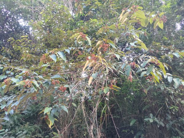 Identificação da planta Lacre por foto