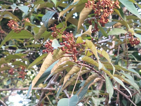 Identificação da planta Lacre por foto