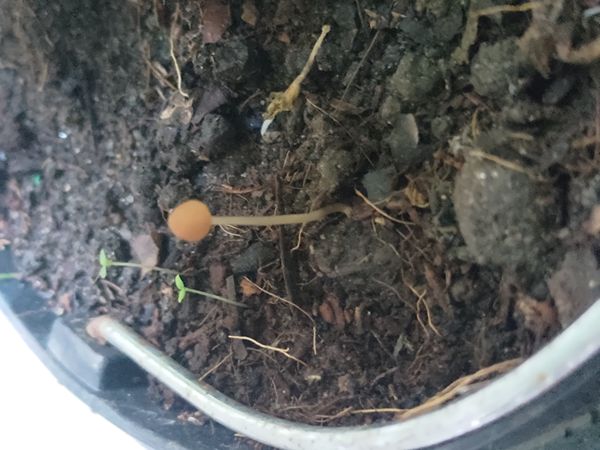 Identificação da planta Sálvia-do-nilo por foto