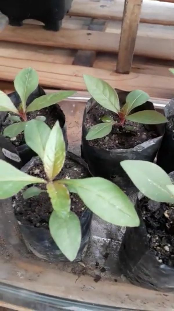 Identificação da planta Penicuíca por foto