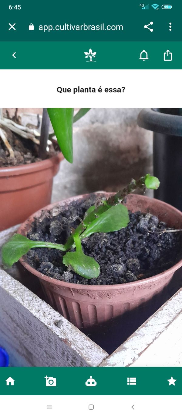 Identificação da planta Flor da fortuna por foto