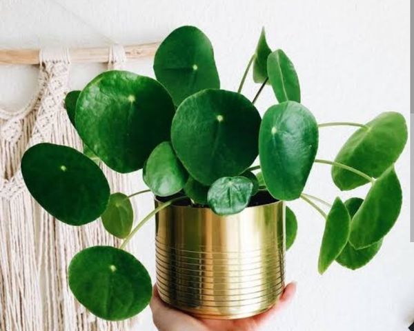 Identificação da planta Planta da amizade por foto