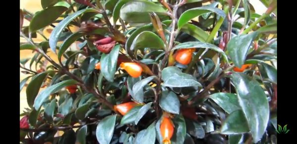 Identificação da planta Peixinho por foto