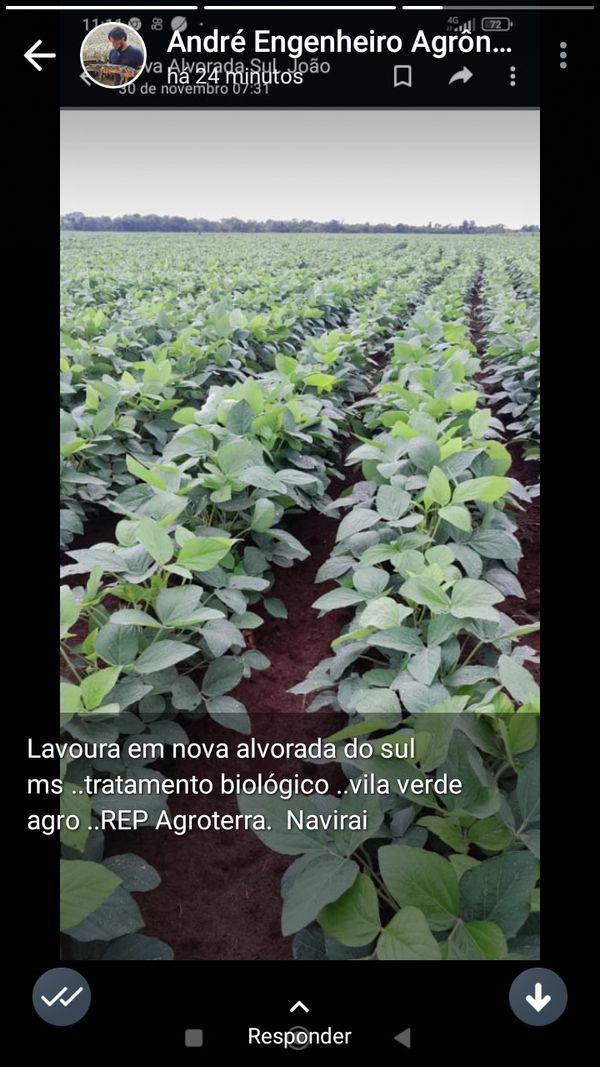 Identificação da planta Soja por foto