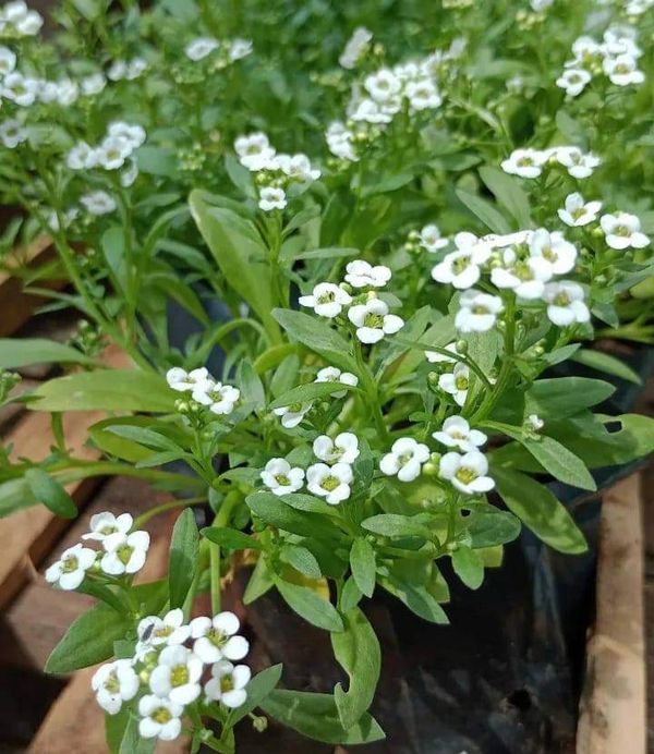 Identificação da planta Alyssum por foto