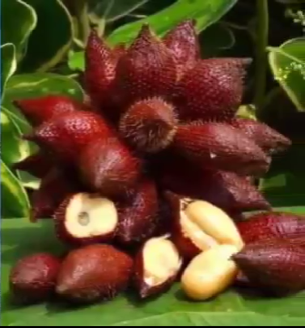Identificação da planta Salacoque por foto