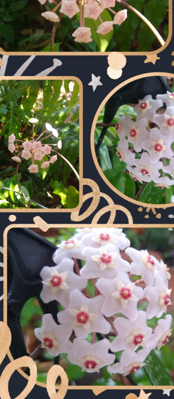 Identificação da planta Flor-de-cera por foto