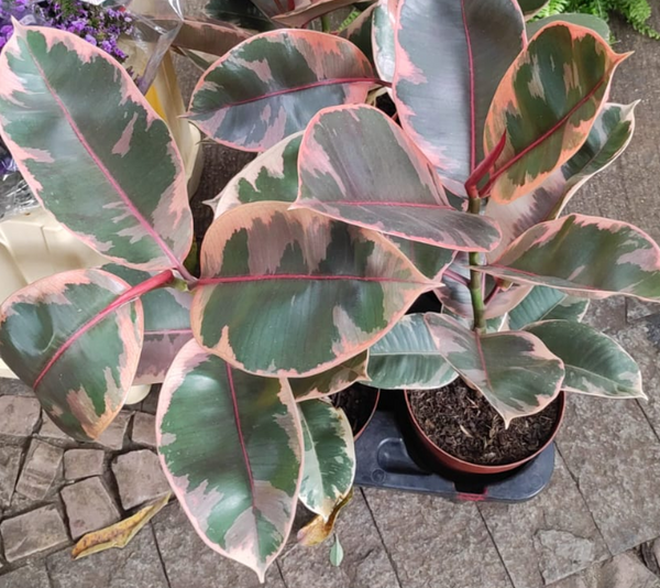 Identificação da planta Figueira-indiana por foto