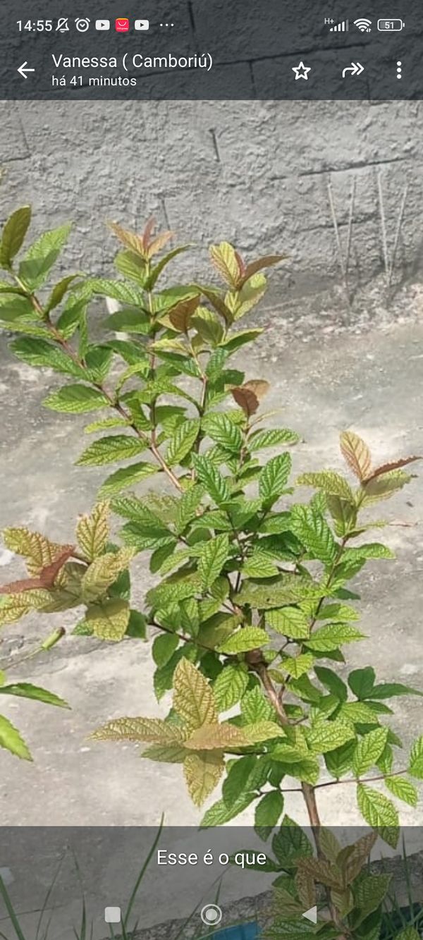 Identificação da planta Cerejeira-do-mato por foto