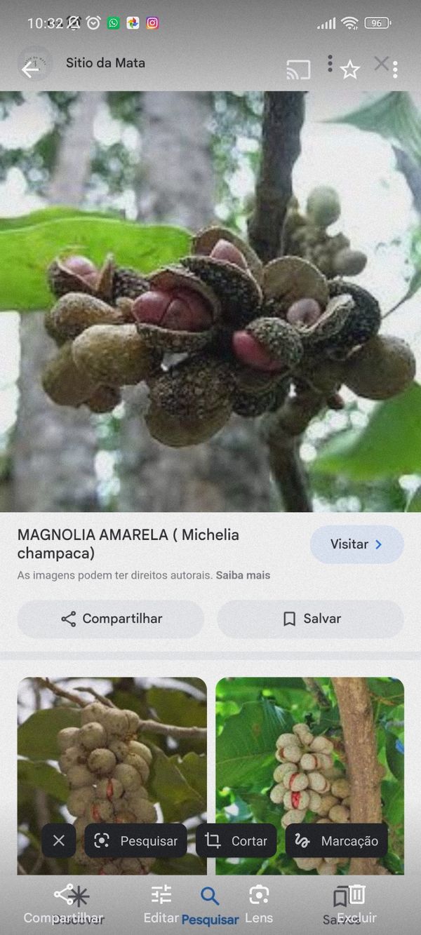Identificação da planta Michelia por foto